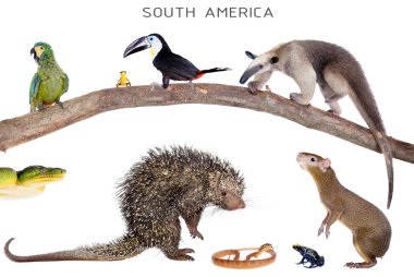 Beyaz izole kanal gagalı Tukan