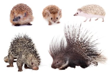 Porcupines and hedgehogs set on white clipart