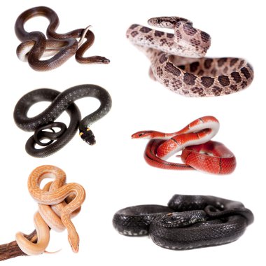 Yılanlar Colubridae ayarlama, beyaz