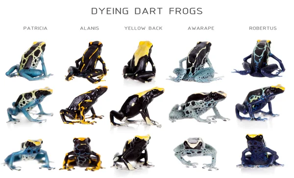 Barvení jedovatých žab přístroj, Dendrobates tinctorius, na bílém pozadí — Stock fotografie