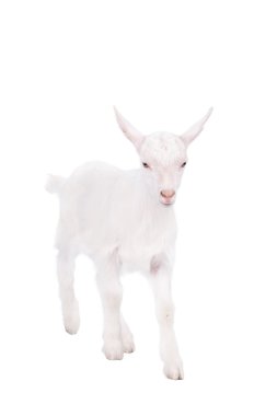 Beyaz izole goatling