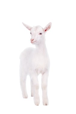 Beyaz izole goatling