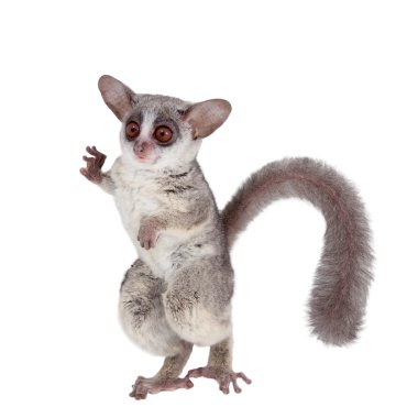 Beyaz izole Senegal bushbaby