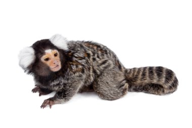 Beyaz ortak marmoset