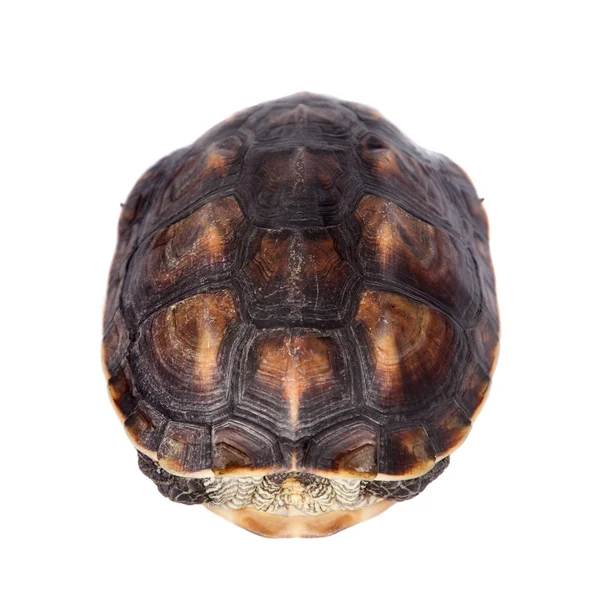 Beyaz izole Çin şerit boyunlu kaplumbağa — Stok fotoğraf