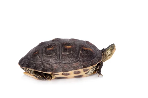 Beyaz izole Çin şerit boyunlu kaplumbağa — Stok fotoğraf