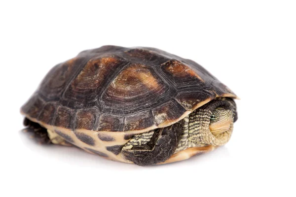 The Chinese stripe-necked turtle isolated on white — Stock Photo, Image