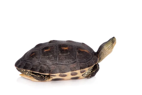 Die chinesische Streifenhalsschildkröte isoliert auf weiß — Stockfoto