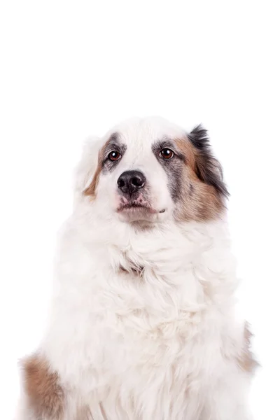 Змішана порода собаки на білому — стокове фото