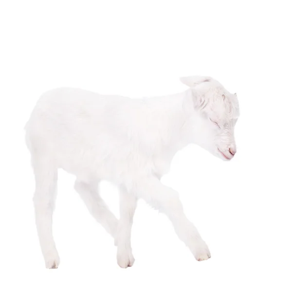 La cabra aislada en blanco — Foto de Stock