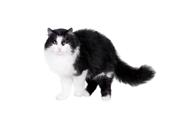 Güzel siyah ve beyaz erkek kedi — Stok fotoğraf