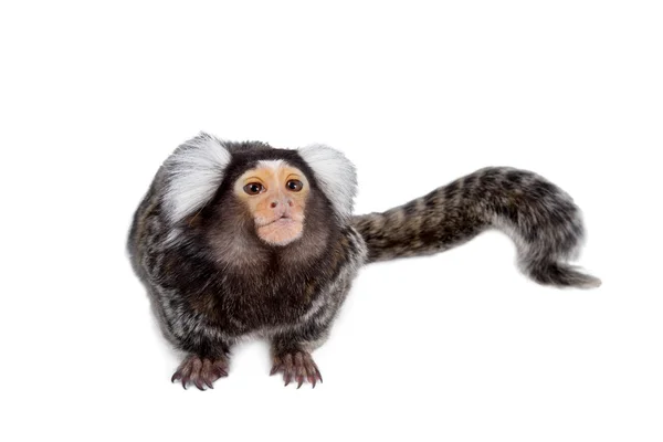 El marmoset común en blanco — Foto de Stock