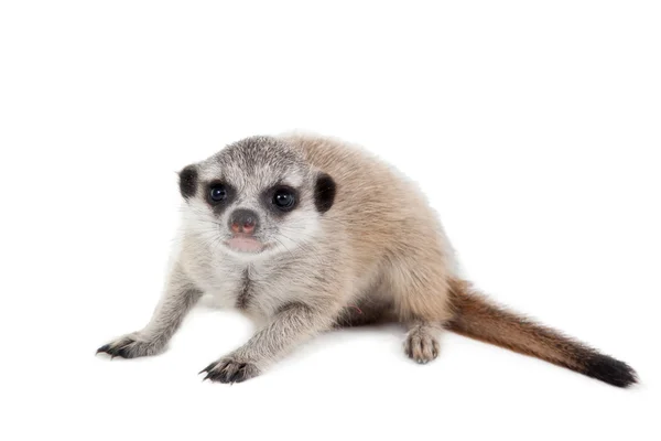 Surikata nebo suricate cub, 2 měsíce staré, na bílém pozadí — Stock fotografie