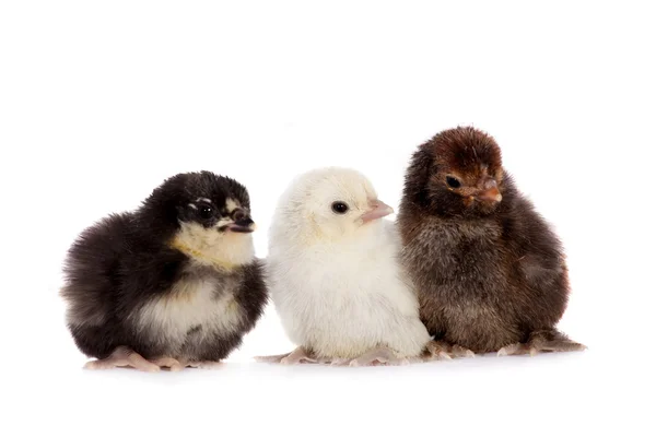白い背景の上の 3 つの鶏 — ストック写真