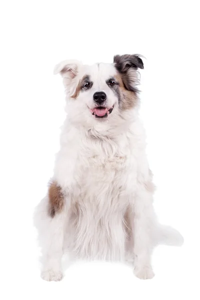 Sekarotuinen koira valkoisella — kuvapankkivalokuva