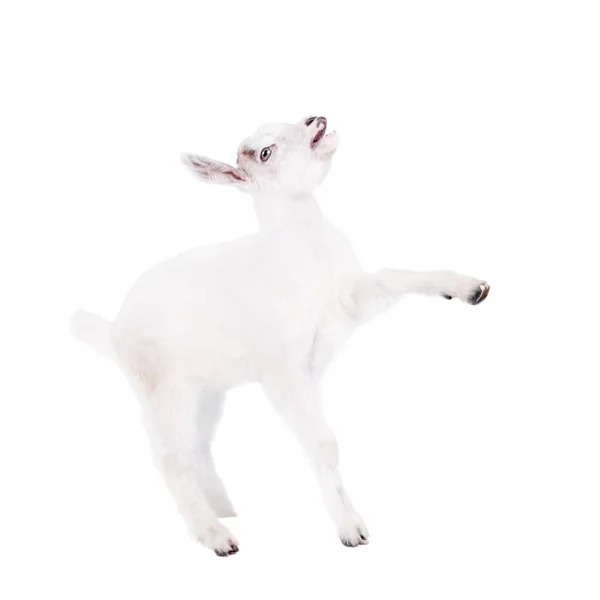 Goatling izolované na bílém — Stock fotografie
