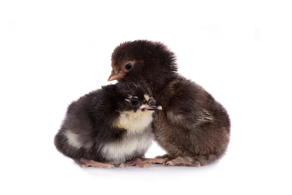 Three chickens on white background — Stock Photo, Image