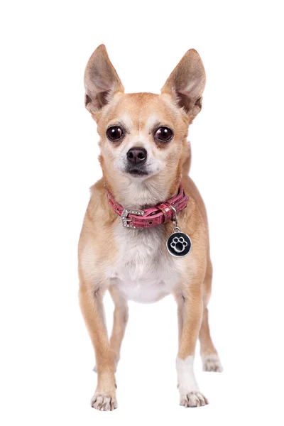 Chihuahua, 9 anos, no fundo branco — Fotografia de Stock