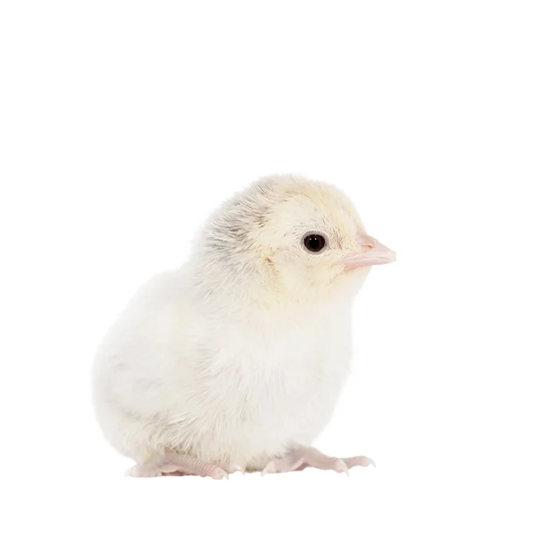 Mignon petit poulet sur blanc — Photo