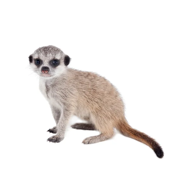 O filhote meerkat ou suricado, 2 meses, em branco — Fotografia de Stock