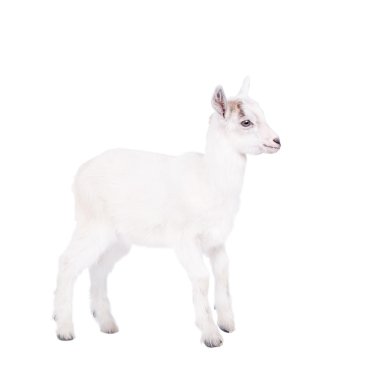 Beyaz izole goatling