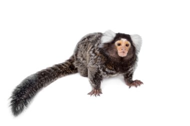 Beyaz ortak marmoset