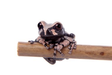 Beyaz üzerine dikenli başlı ağaç frogling