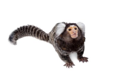 Beyaz ortak marmoset