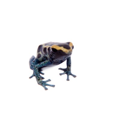 Dart frogling, Dendrobates tinctorius, beyaz üzerine boyama Awarape zehir
