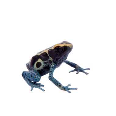 Dart frogling, Dendrobates tinctorius, beyaz üzerine boyama Awarape zehir