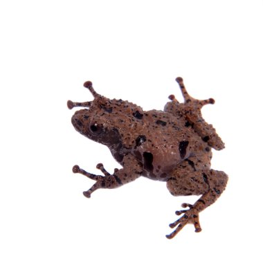 Theloderma rhododiscum beyaz