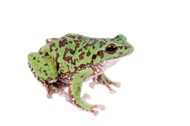Beyaz üzerine Japon orman yeşil ağaç kurbağası