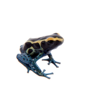 Dart frogling, Dendrobates tinctorius, beyaz üzerine boyama Awarape zehir