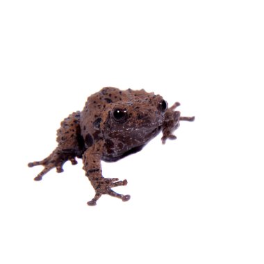 Theloderma rhododiscum beyaz