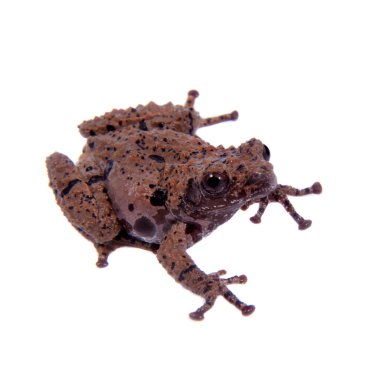 Theloderma rhododiscum beyaz