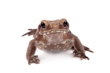 Pürüzsüz taraflı kurbağa üzerinde beyaz izole