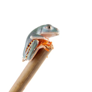 Beyaz izole çubuklu yaprak frogling