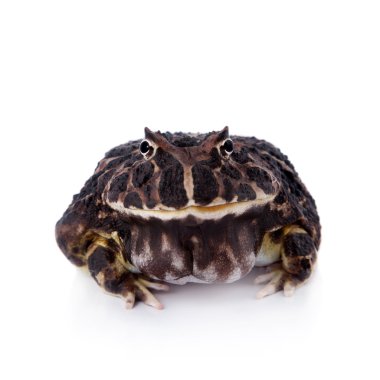 Beyaz üzerine Arjantinli boynuzlu kurbağa