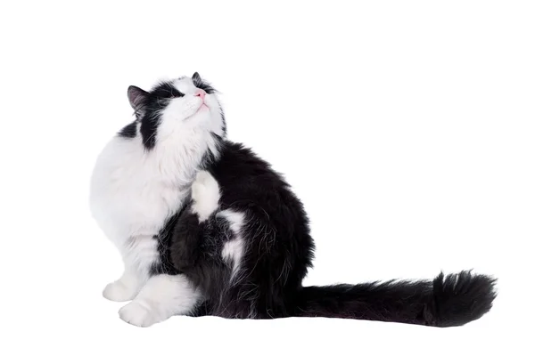 Gato macho preto e branco bonito — Fotografia de Stock
