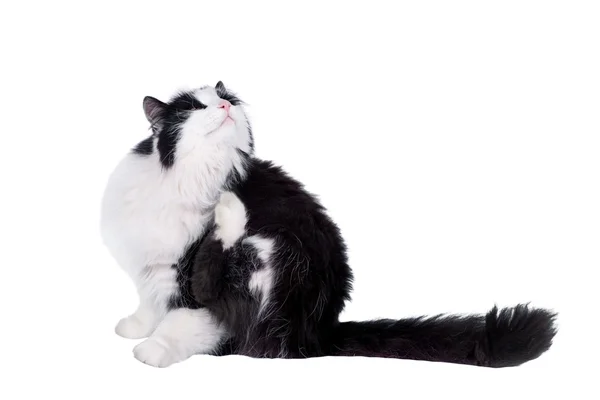 Beautiful black and white male cat — Stock Photo, Image