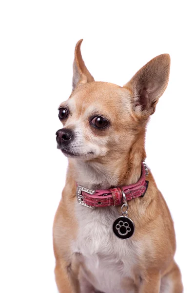 Chihuahua, 9 år gammal, på den vita bakgrunden — Stockfoto