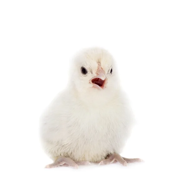 Mignon petit poulet sur blanc — Photo