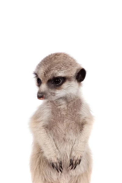 The meerkat or suricate cub, 2 month old, on white — Stock Photo, Image