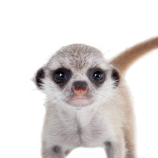Meerkat eller suricate cub, 2 månader gammal, på vitt — Stockfoto
