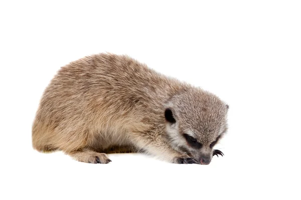 Surikata nebo suricate cub, 2 měsíce staré, na bílém pozadí — Stock fotografie