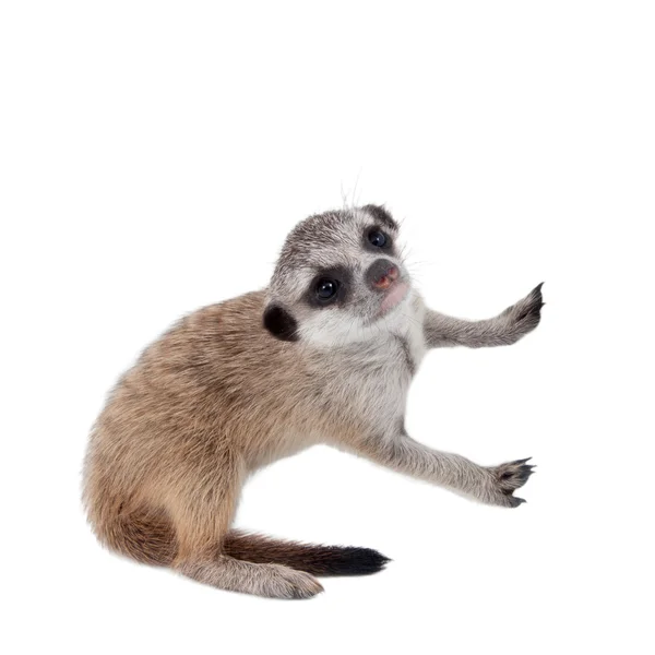 De meerkat of suricate welp, 2 maand oude, op wit — Stockfoto