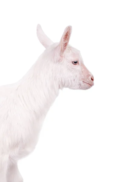 The goatling isolated on white — Stock Photo, Image