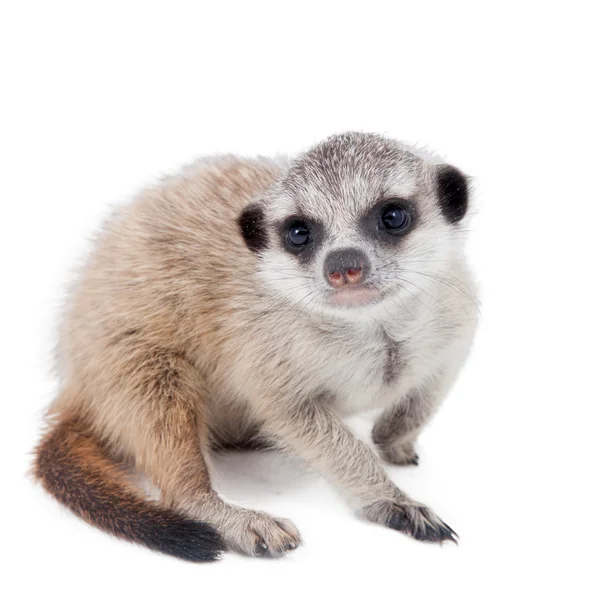 Η meerkat ή suricate cub, 2 μηνών, σε λευκό — Φωτογραφία Αρχείου