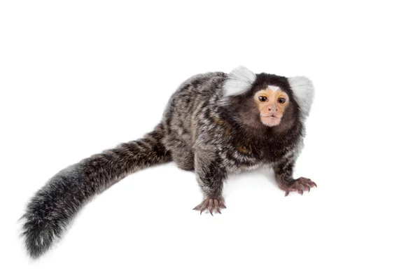 El marmoset común en blanco — Foto de Stock