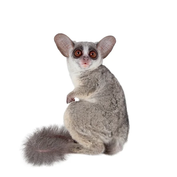 Il bushbaby senegalese isolato su bianco — Foto Stock